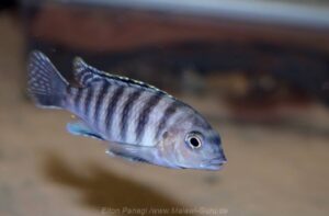 Gephyrochromis sp. 'zebroides' Selewa
